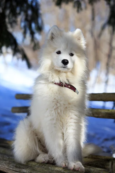 Samojed hund — Stockfoto