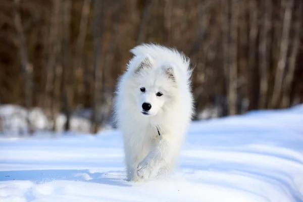 Samoyed 개 — 스톡 사진