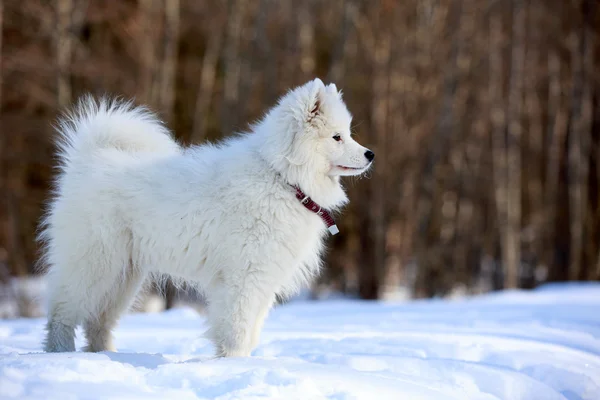 Samojed hund — Stockfoto