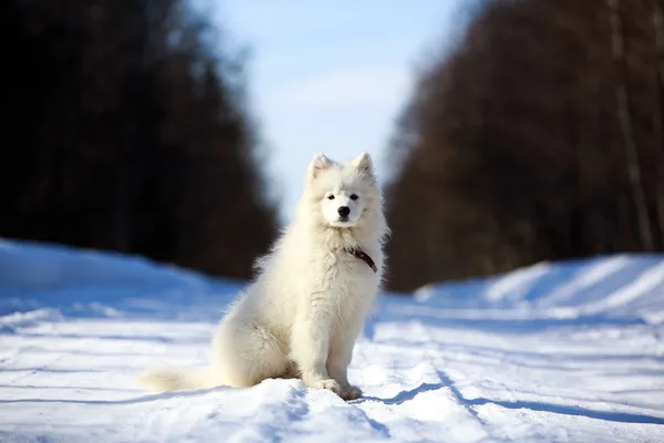 Samoyed 개 — 스톡 사진