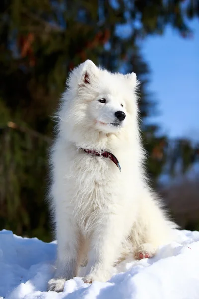 Samojed hund — Stockfoto