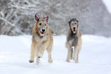İrlandalı wolfhound