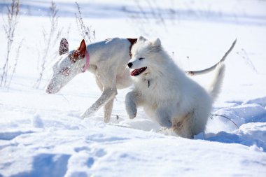 ibizan av köpeği