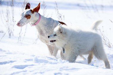 ibizan av köpeği
