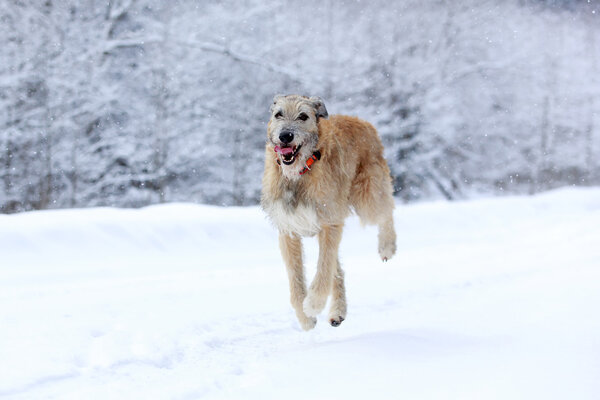 Irish wolfhound dog in winter