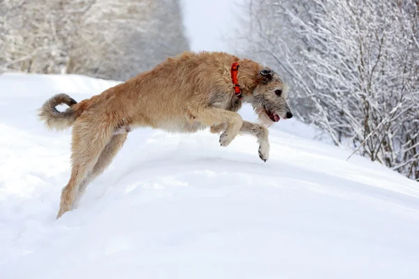 Irischer Wolfshund — Stockfoto