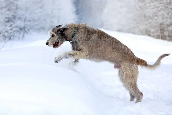 Wolfhound irlandés —  Fotos de Stock