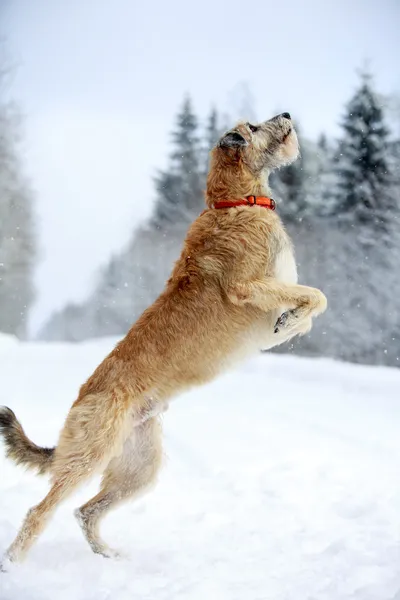 Wolfhound Irlandia — Stok Foto