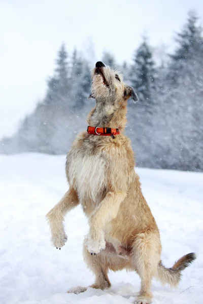 Wolfhound irlandés —  Fotos de Stock