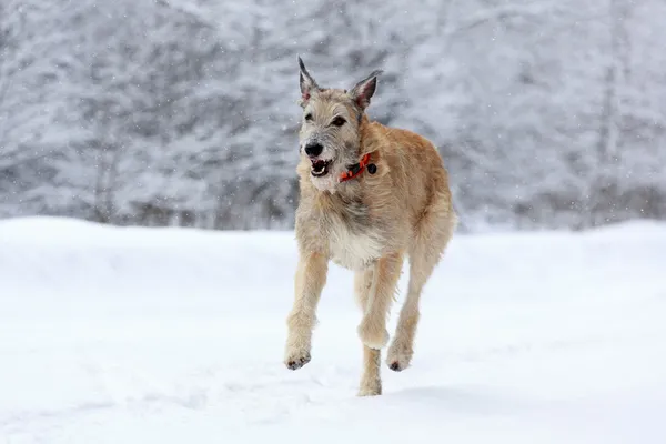 Irish wolfhound — Stock Photo, Image