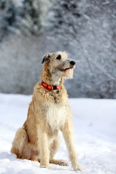 İrlandalı wolfhound — Stok fotoğraf