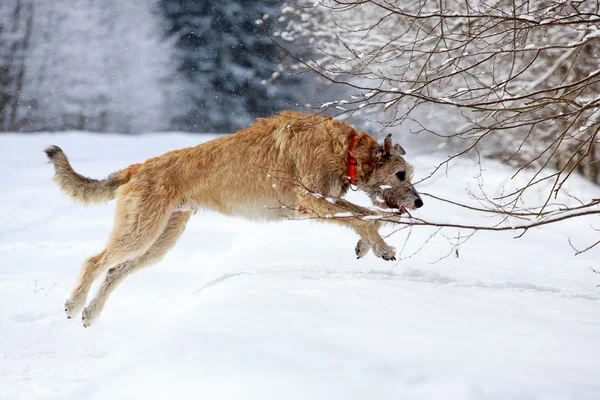 Ierse wolfshond — Stockfoto