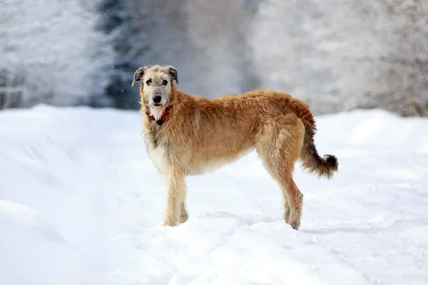 Irish wolfhound — Stock Photo, Image