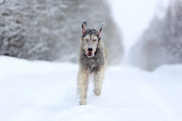 Wolfhound irlandés — Foto de Stock