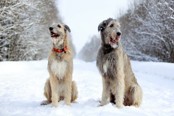 Irish wolfhound — Stock Photo, Image