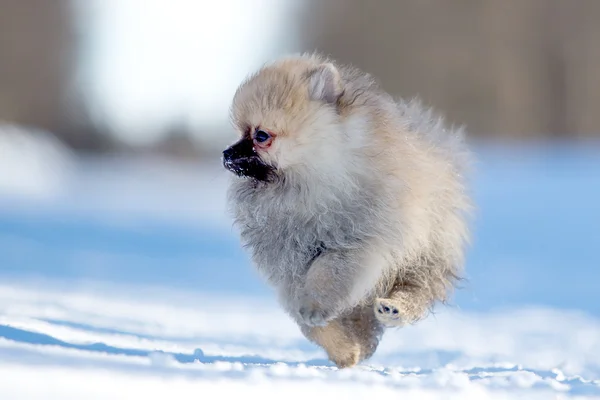 Cãozinho Spitz — Fotografia de Stock