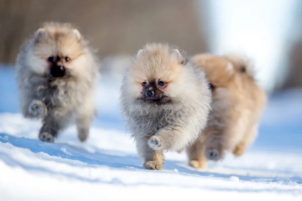 Spitz puppy — Stock Photo, Image