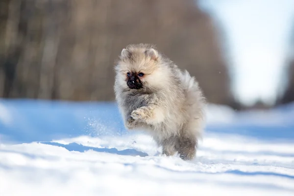 Spitz cachorro — Foto de Stock