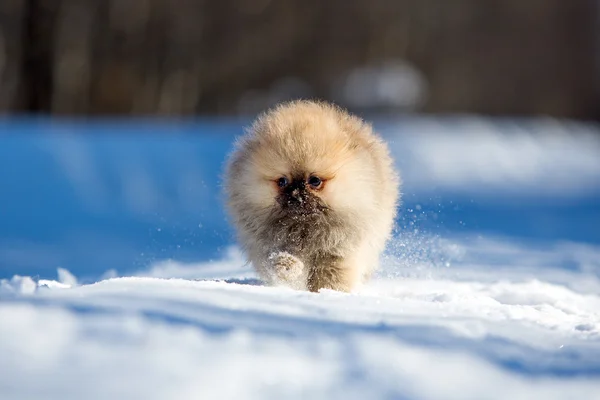 Spitz köpek yavrusu — Stok fotoğraf