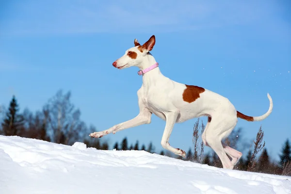 イビザン ・ ハウンド犬 — ストック写真