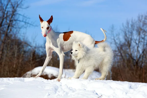 イビザン ・ ハウンド犬 — ストック写真