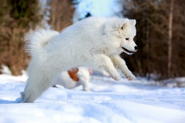 Samojed hund — Stockfoto