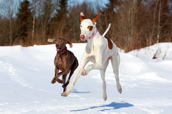 สุนัขหมาอิบิซาน — ภาพถ่ายสต็อก