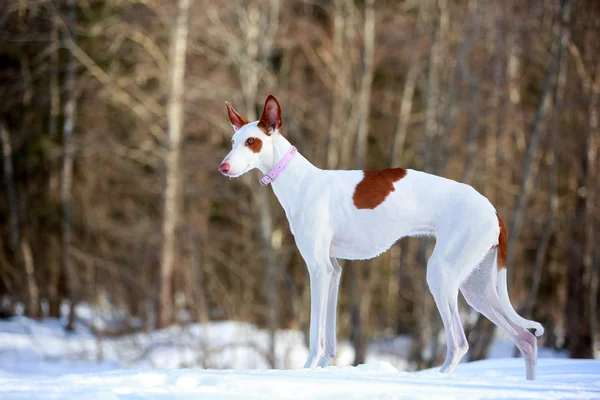 Ibizan hound dog — Stock Photo, Image