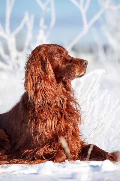 Roter Irlandsetter — Stockfoto