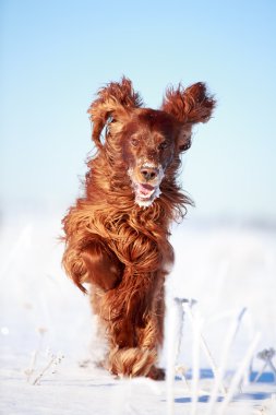 Kırmızı İrlandalı kanepe