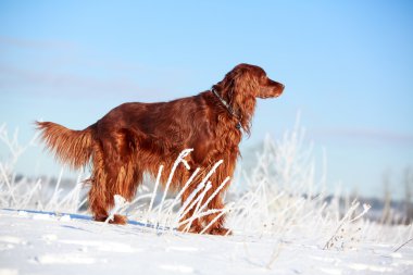 Kırmızı İrlandalı kanepe