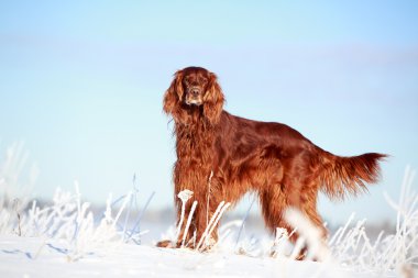 Kırmızı İrlandalı kanepe