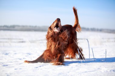 Kırmızı İrlandalı kanepe