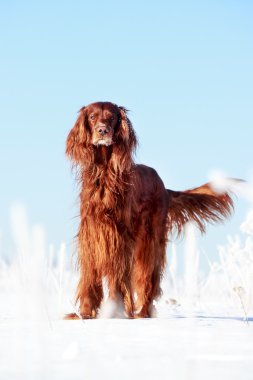 Kırmızı İrlandalı kanepe