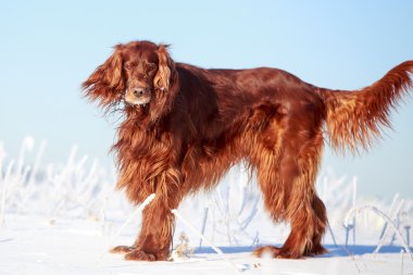 Kırmızı İrlandalı kanepe