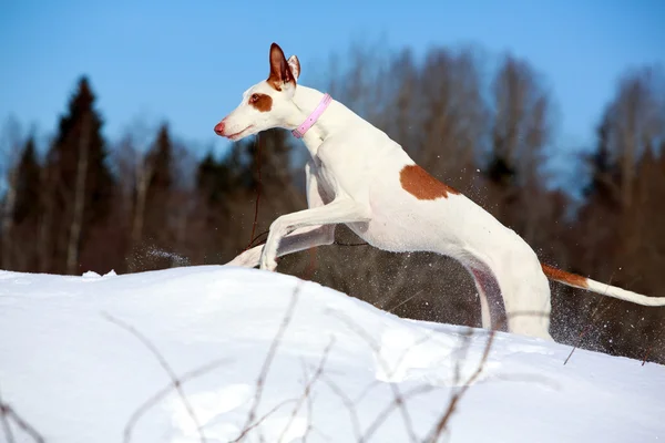 Ibizan hound dog — Stock Photo, Image