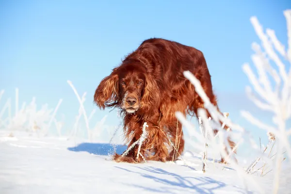 Roter Irlandsetter — Stockfoto