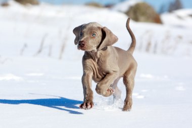 Weimaraner köpek yavrusu