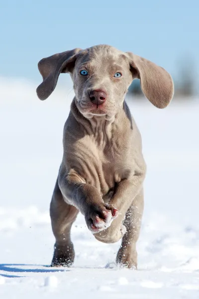 Weimaraner köpek yavrusu