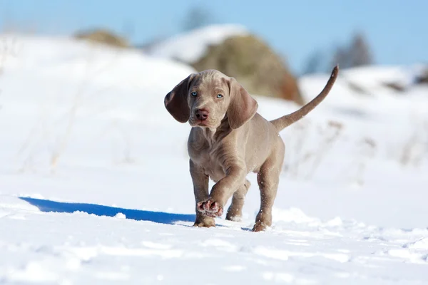 Weimaraner-Welpe — Stockfoto