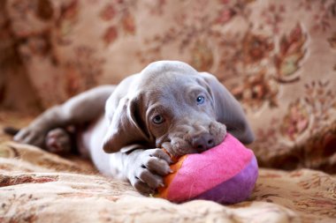Weimaraner köpek yavrusu