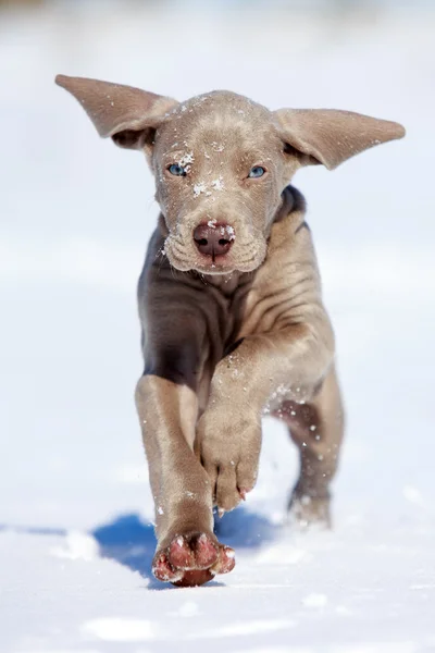 Weimaraner köpek yavrusu — Stok fotoğraf