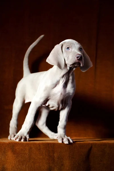 Weimarse staande hond puppy — Stockfoto