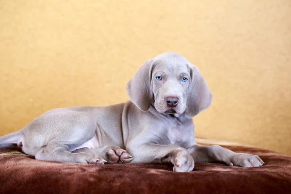 Weimarse staande hond puppy — Stockfoto