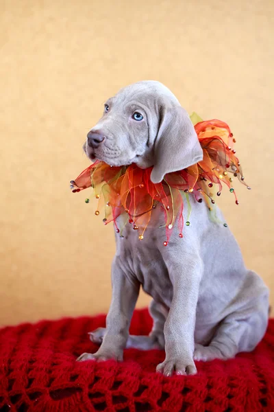 Weimaraner blå valpar — Stockfoto