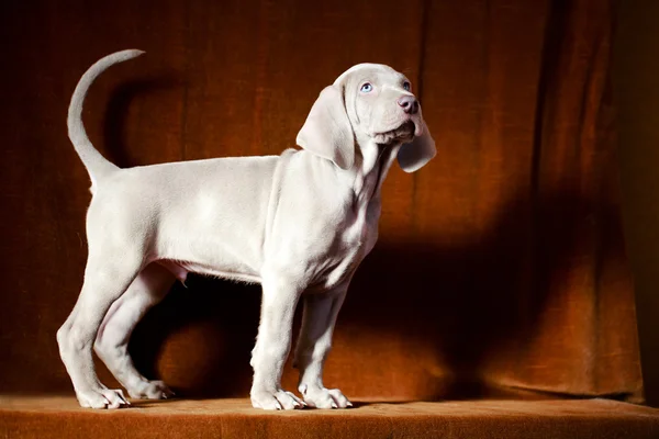 Weimaraner cane cucciolo blu — Foto Stock