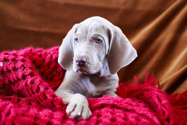 Weimaraner cachorro azul cão — Fotografia de Stock