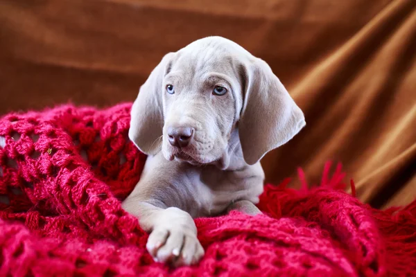 Weimaraner câine cățeluș albastru — Fotografie, imagine de stoc