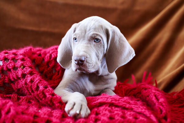 Weimaraner blue puppy dog