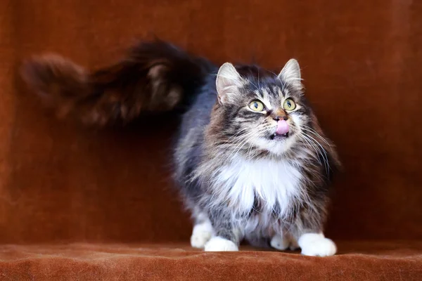 Gatto grigio con grandi occhi — Foto Stock